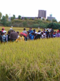 田刈り(稲刈り)