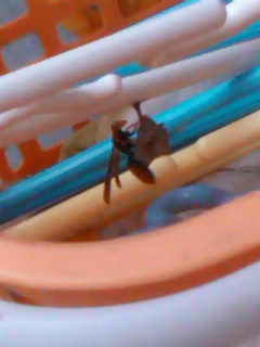 こんなところに