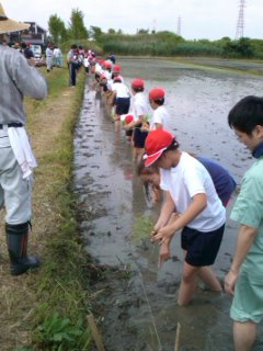 田植え
