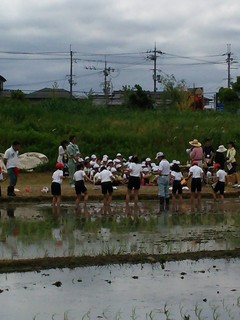 田植え