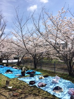満開の桜の下で