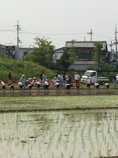 田植え体験