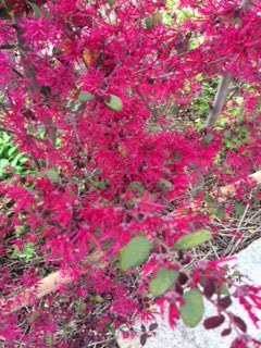 キレイなお花に