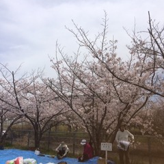 入学式とお花見