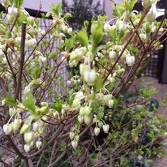 今年も咲きました