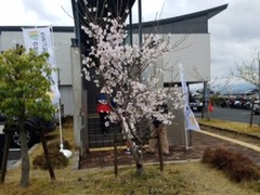 山桜コンサート