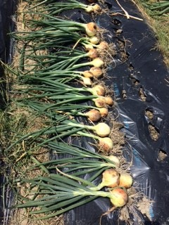 ふれあいツアー