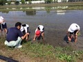 田植え